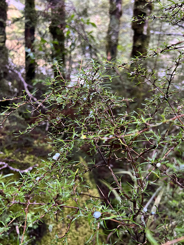 Coprosma rugosa, photograph 6