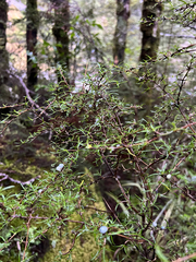 Coprosma rugosa, photograph (c) Rock McLaren, some rights reserved (CC BY)