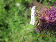 Myelois circumvoluta