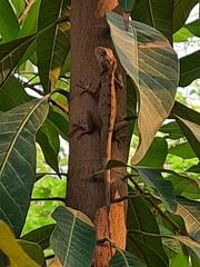 Calotes versicolor
