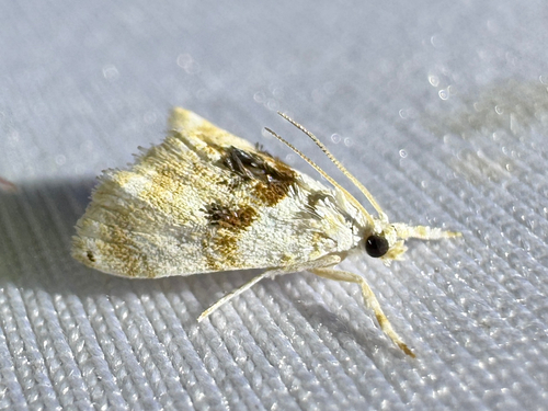 Exposed Lipocosma