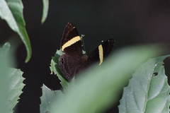 Abisara fylla