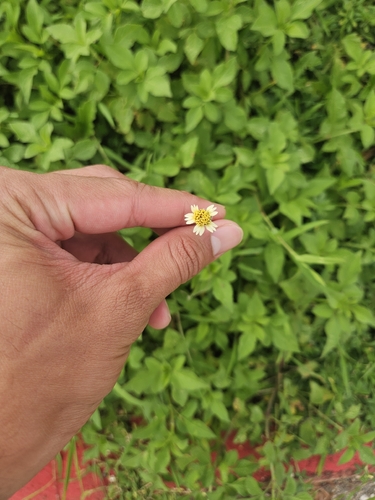 Tridax procumbens observed 2026-07-17