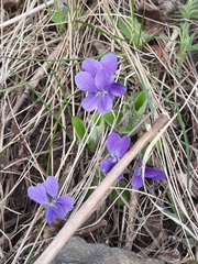 Viola hirta
