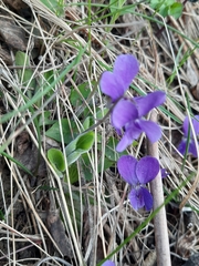 Viola hirta