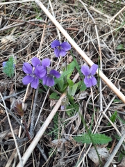Viola hirta
