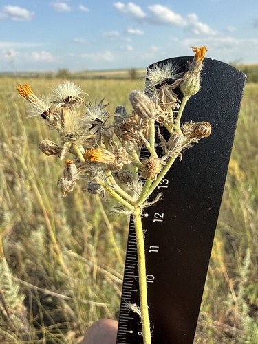 Pilosella echioides, photograph 6