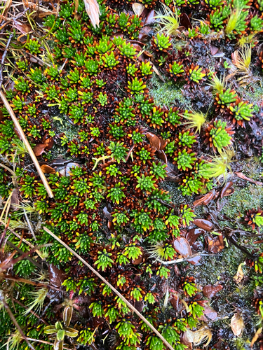 Donatia novae-zelandiae observed 2026-07-04