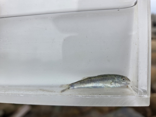Upeneus japonicus observed 2026-07-17