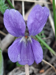 Viola hirta