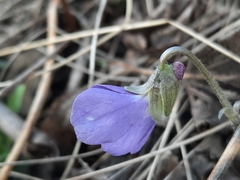 Viola hirta
