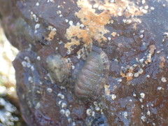 Chitonoidea