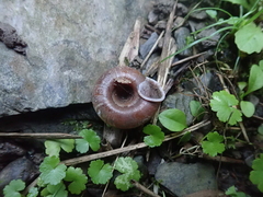 Aegista subchinensis