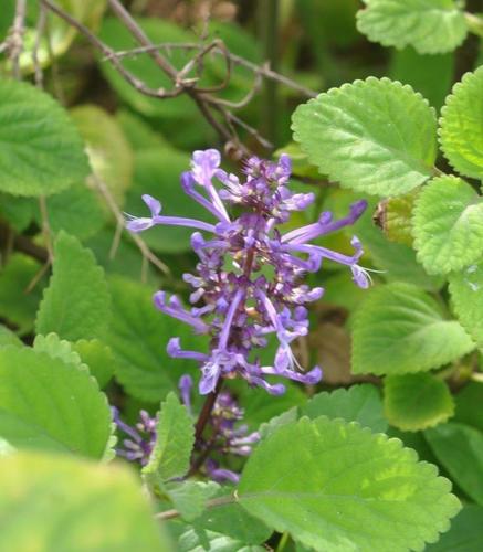 Plectranthus ambiguus, photograph 1