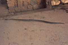 Acrantophis dumerili