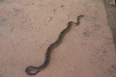 Acrantophis dumerili