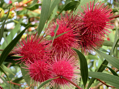 Hakea laurina