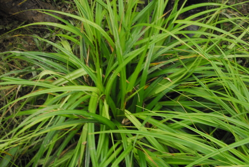 Carex rafflesiana observed 2015-04-18