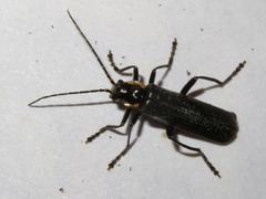 Cantharis paradoxa