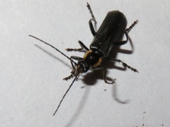 Cantharis paradoxa
