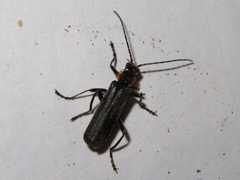 Cantharis paradoxa