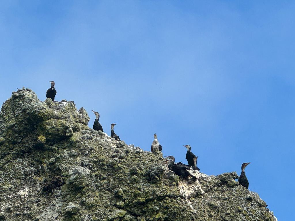 Group of Japanese cormorants perched on a mossy rock stack in Hokkaido