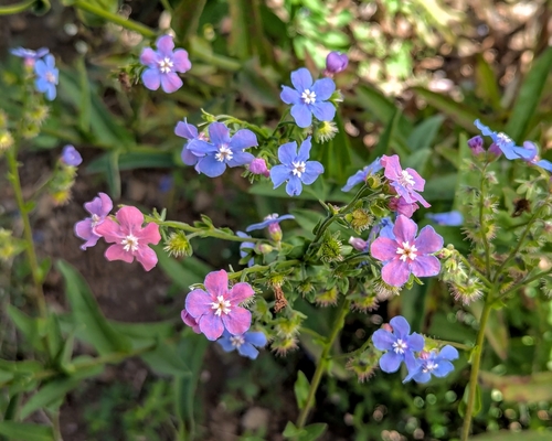 Hackelia velutina observed 2026-07-16