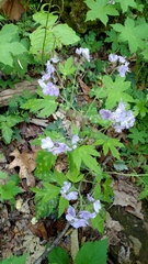 Phacelia bipinnatifida
