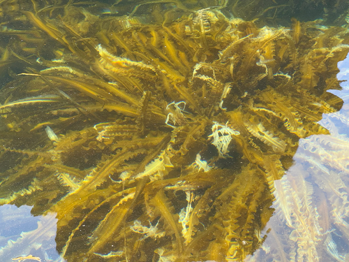 Laminaria japonica observed 2026-07-17