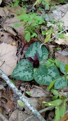 Trillium decumbens
