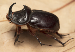 (c) Tim Johnson, some rights reserved (CC BY) Iberian rhinoceros beetle