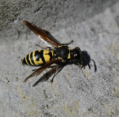 Euodynerus notatus observed 2026-07-01