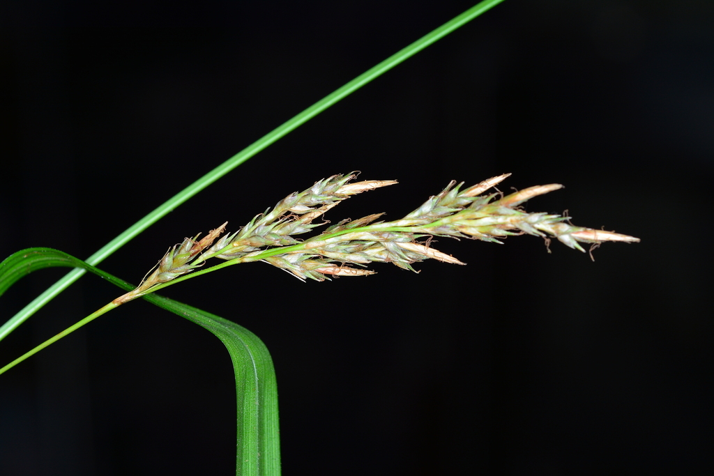 Carex perakensis