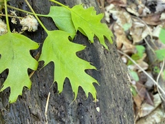 Callirhytis quercusoperator