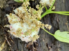 Callirhytis quercusoperator