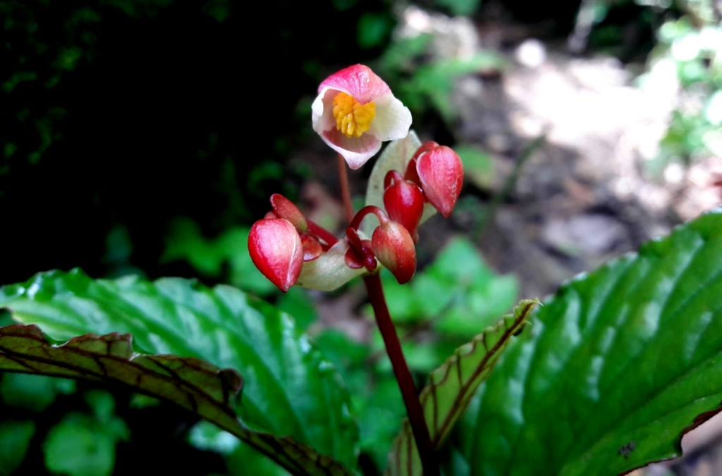 Begonia hatacoa (Begonia hatacoa)