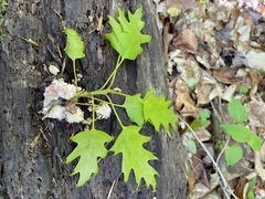 Callirhytis quercusoperator