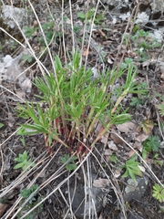 Trifolium lupinaster