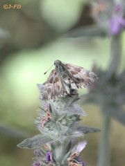 Muschampia floccifera