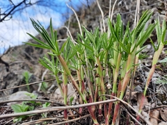 Trifolium lupinaster