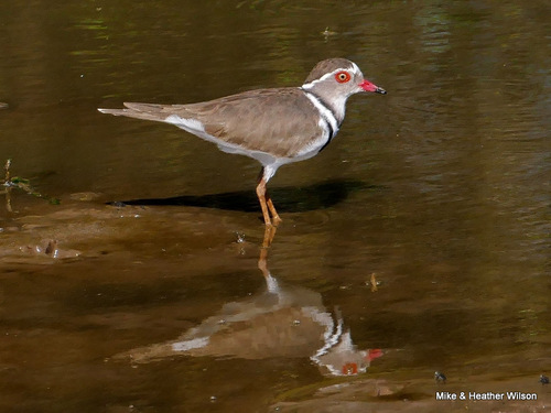 iNaturalist: (c) Colin Ralston, some rights reserved (CC BY-NC), uploaded by Colin Ralston iNaturalist image