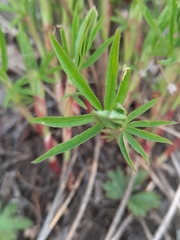 Trifolium lupinaster