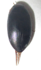Dytiscoidea