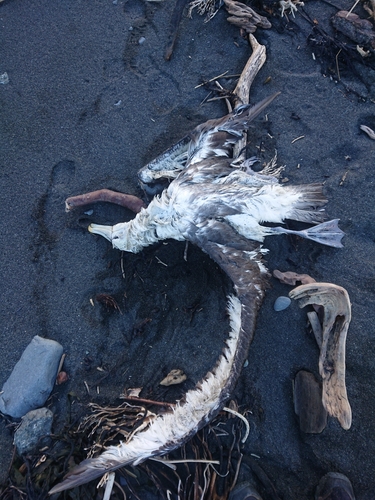 iNaturalist image