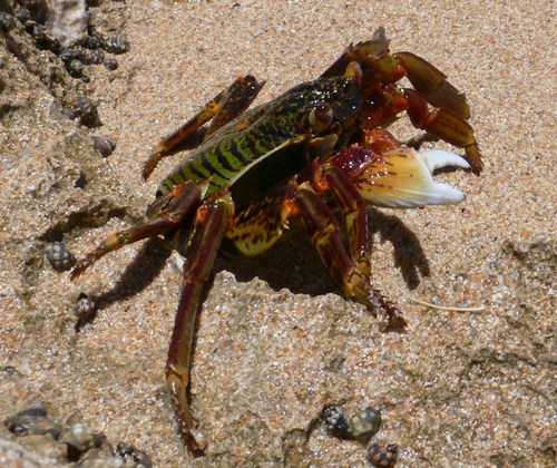 Mottled Lightfoot Crab, photo 2 of 7