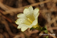 Gentiana scabrida