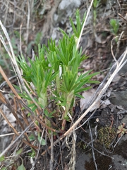 Trifolium lupinaster