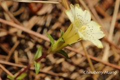 Gentiana scabrida