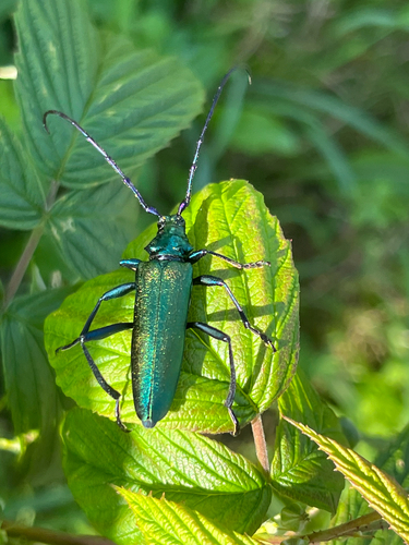 Musk beetle