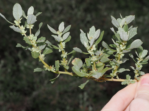 Mueller's saltbush (Atriplex muelleri)
